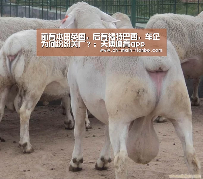 天博体育app